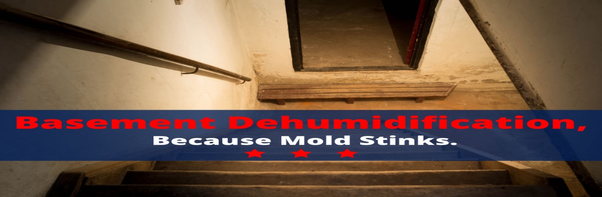 Basement Dehumidification, Because Mold Stinks