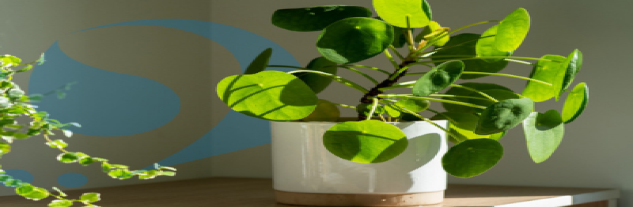 plants and indoor air quality
