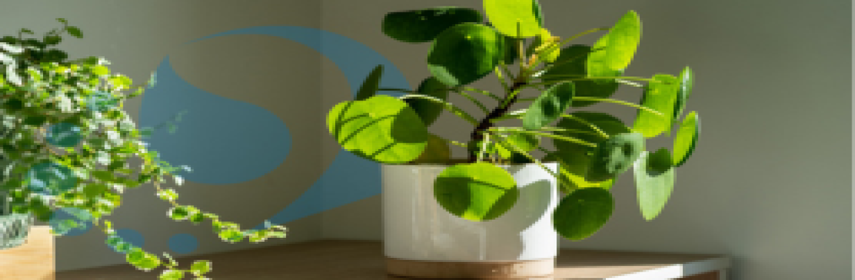 plants and indoor air quality
