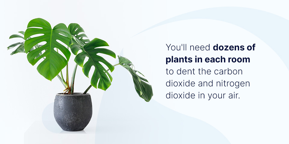 Plants and indoor air quality