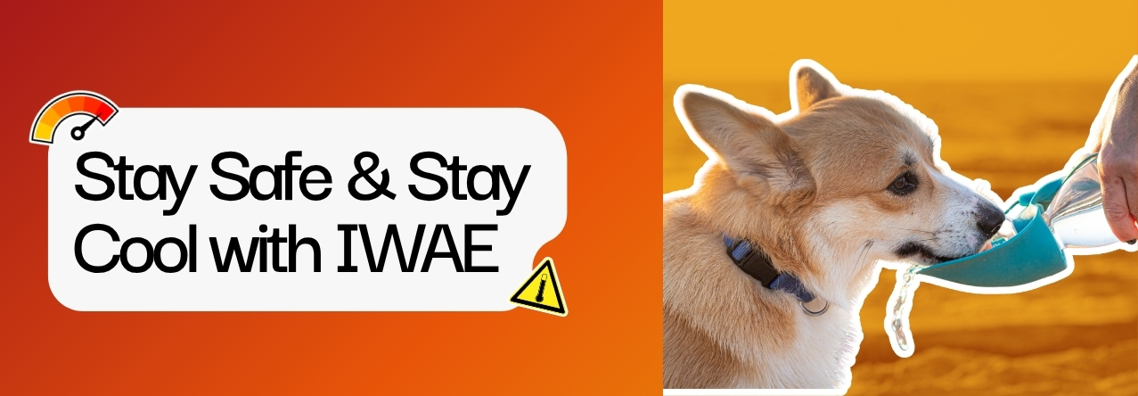 Stay Safe & Stay Cool with IWAE