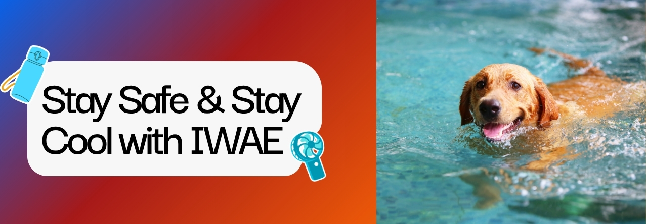 Stay Safe & Stay Cool with IWAE